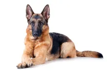 Dog Image
